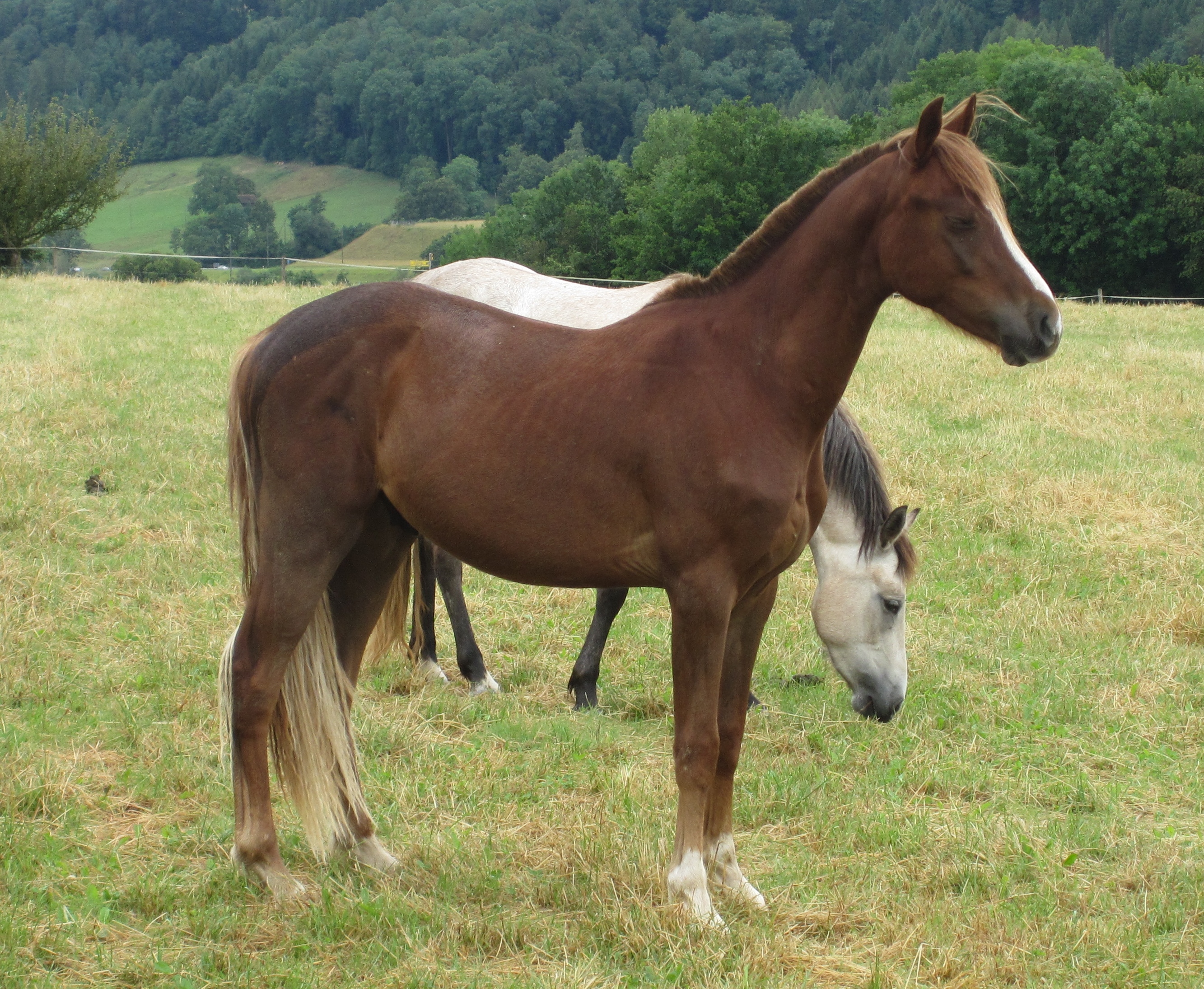 Poneys d cole Poneys Broye